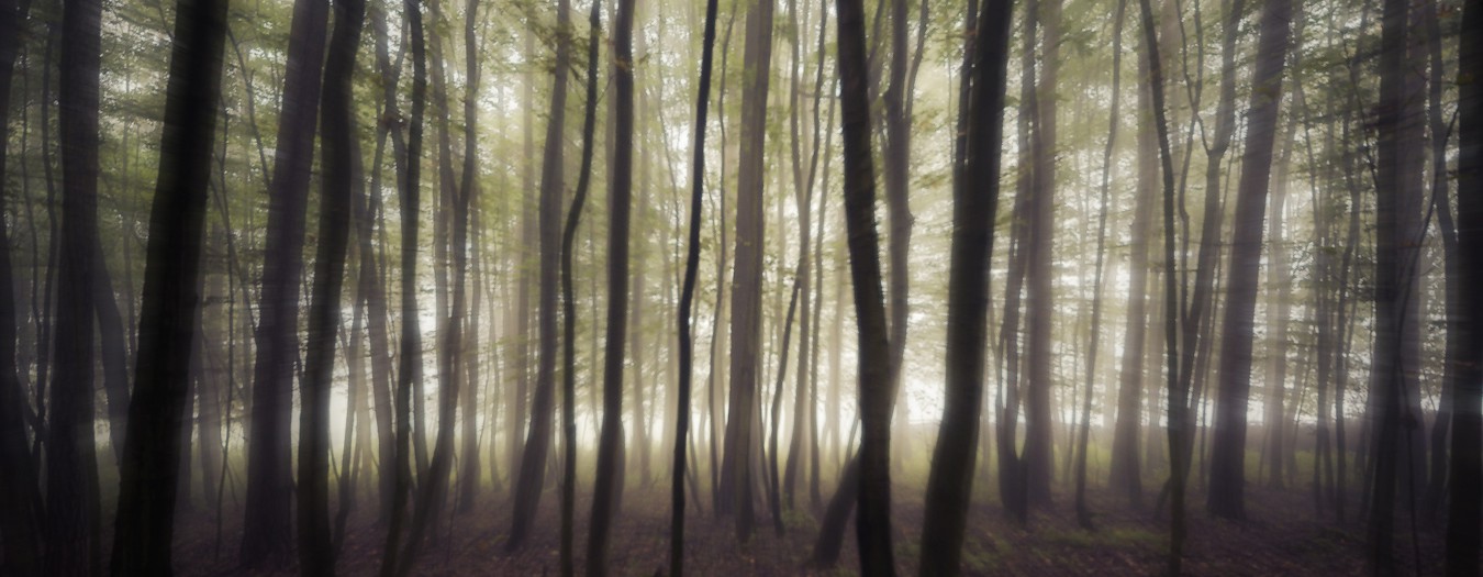 Im Geisterwald