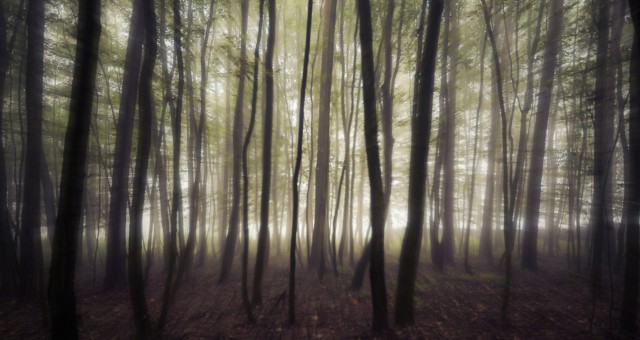 Im Geisterwald